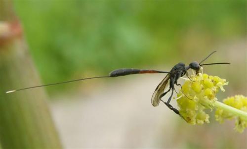 Gasteruption sp.