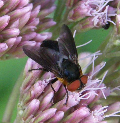 Phasia hemiptera