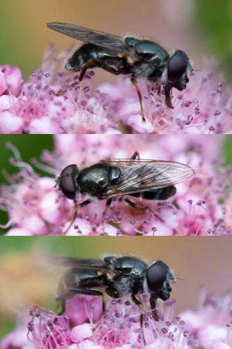 Cheilosia caerulescens