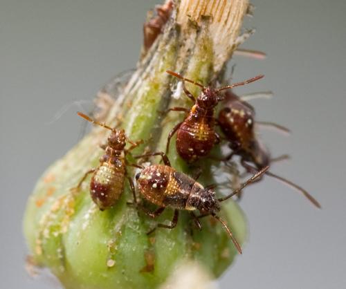 Liorhyssus hyalinus