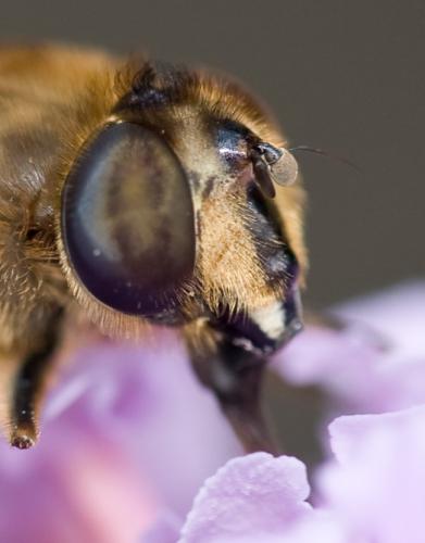 Réf. 47 221 : Eristalis tenax