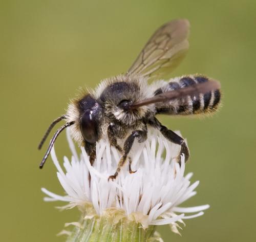 Megachile sp.