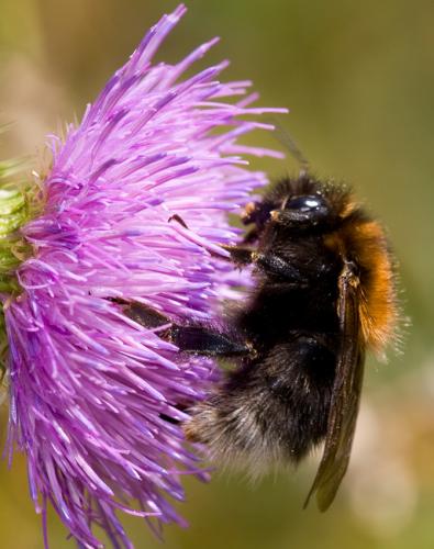 Bombus hypnorum
