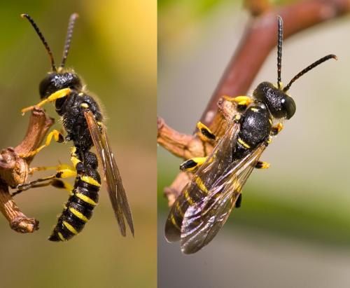 Cerceris arenaria