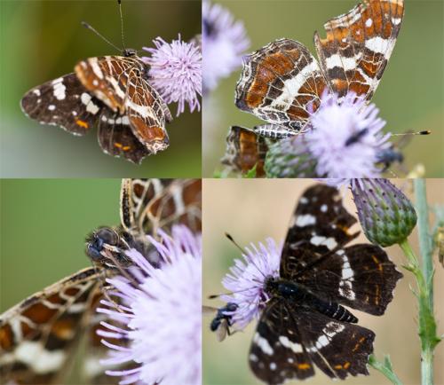 Araschnia levana