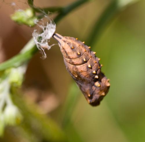 Vanessa cardui