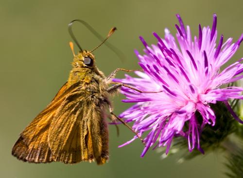 Ochlodes sylvanus