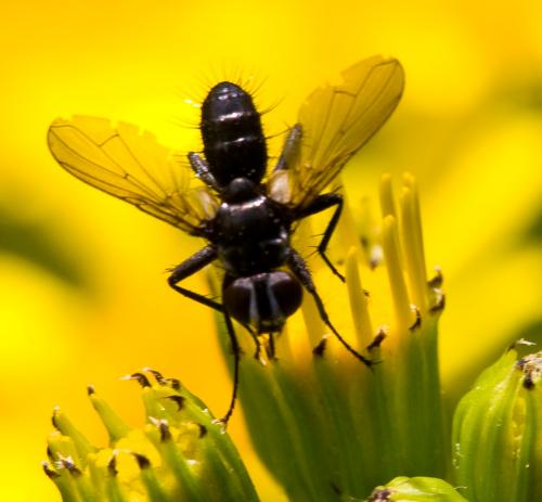 Réf. 47 550 : Phania funesta