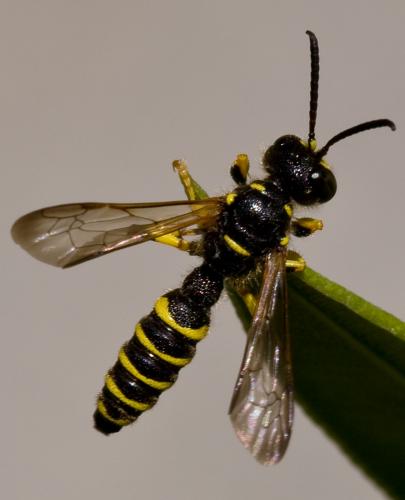 Cerceris arenaria