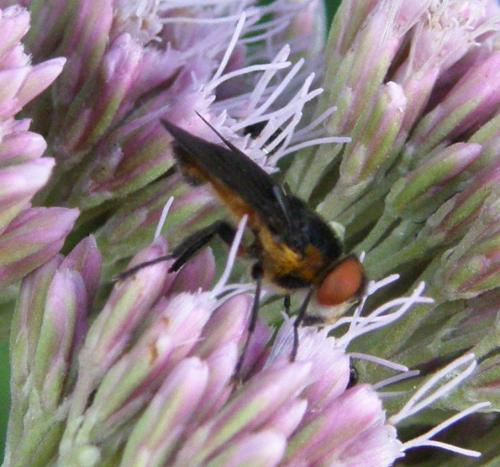 Phasia hemiptera
