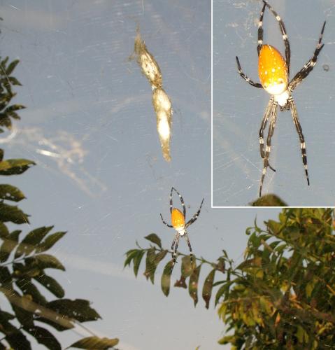 Cyrtophora sp.