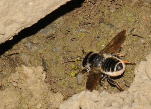 Réf. 47 811 : Megachile pyrenaea
