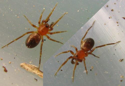 Phrurolithus sp.