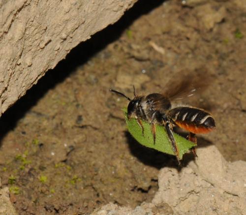 Réf. 47 808 : Megachile pyrenaea