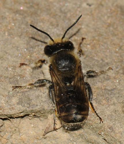 Megachile pyrenaea