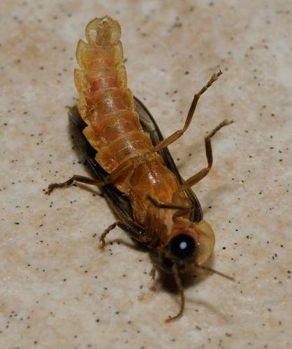 Réf. 47 498 : Lampyris lareynii
