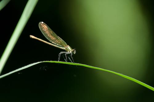 Calopteryx sp.