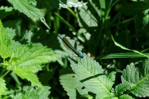 Calopteryx sp.