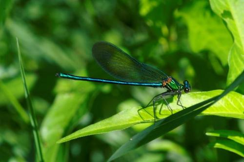 Calopteryx sp.