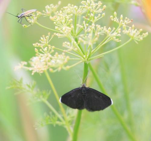 Odezia atrata