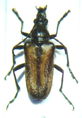 Acmaeops pratensis
