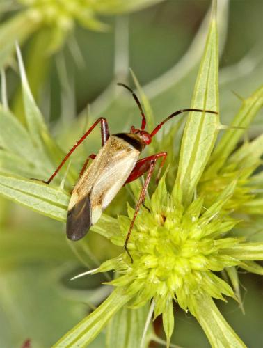 Réf. 47 025 : Adelphocoris vandalicus