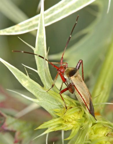 Réf. 47 026 : Adelphocoris vandalicus