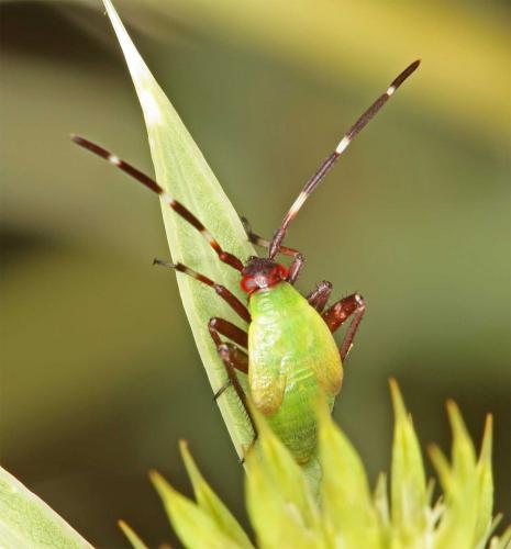 Réf. 47 027 : Adelphocoris vandalicus