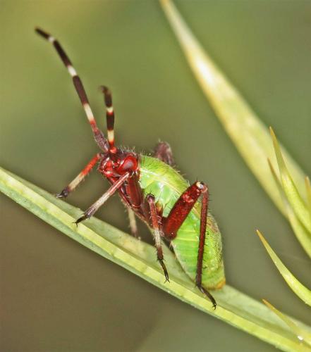 Réf. 47 028 : Adelphocoris vandalicus