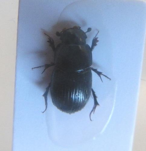Acrossus depressus