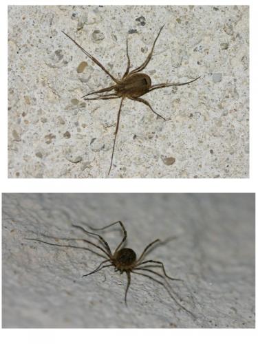 Odiellus spinosus