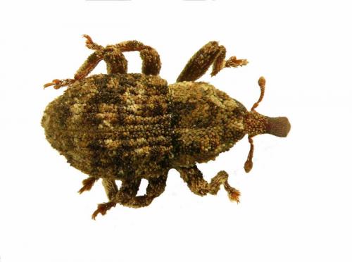 Réf. 47 403 : Palaeoacalles roboris