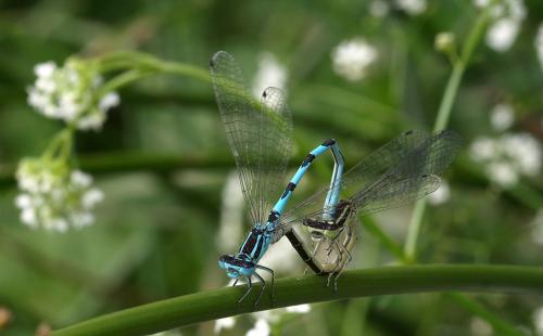 Réf. 47 281 : Coenagrion mercuriale