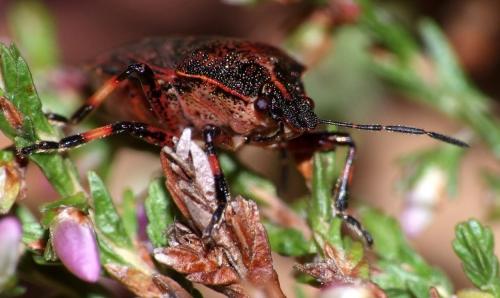 Rhacognathus punctatus