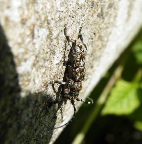Réf. 47 522 : Aegomorphus clavipes