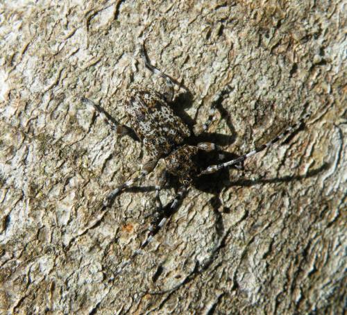Aegomorphus clavipes