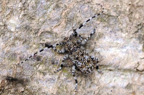 Réf. 47 482 : Aegomorphus clavipes