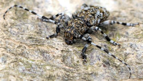 Réf. 47 824 : Aegomorphus clavipes