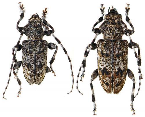 Réf. 47 855 : Aegomorphus clavipes