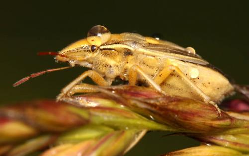 Réf. 47 226 : Aelia rostrata rostrata