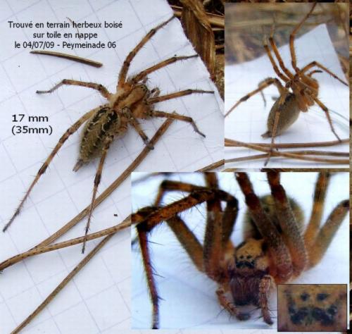 Agelena labyrinthica