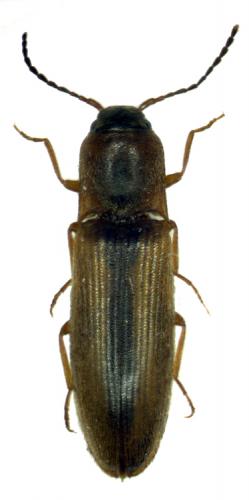 Dalopius marginatus