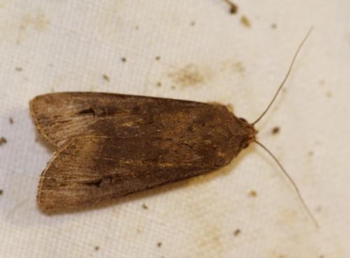 Réf. 47 122 : Agrotis ipsilon