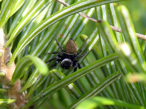 Evarcha sp.