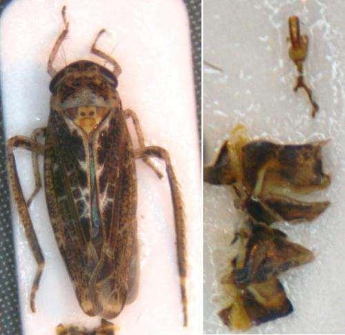 Allygus maculatus