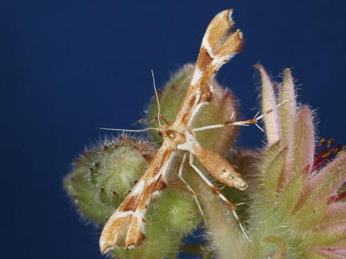 Cnaemidophorus rhododactyla