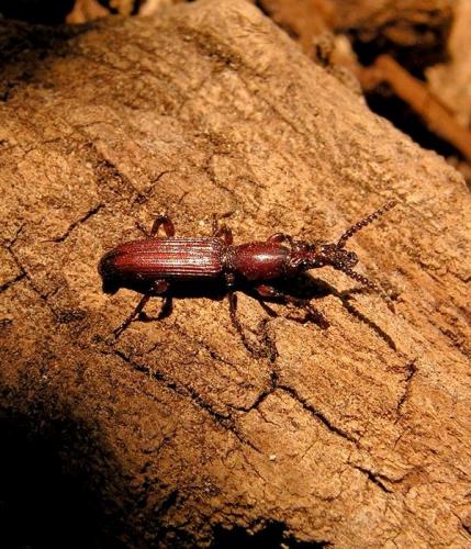 Réf. 47 660 : Amorphocephala coronata