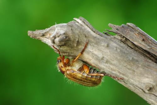 Amphimallon solstitiale