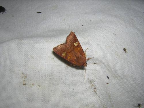 Réf. 47 463 : Amphipoea oculea
