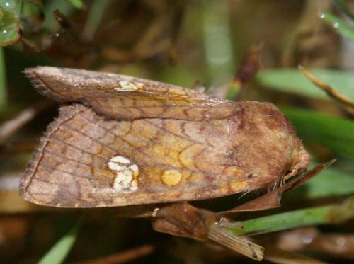 Réf. 47 994 : Amphipoea oculea